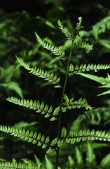 fern leaf in the forest