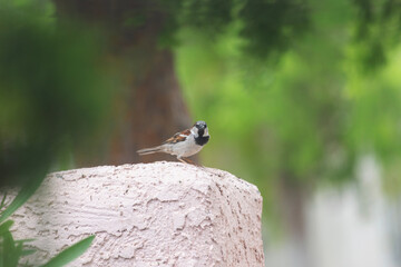 Common brown and white breasted sparrow arrives late to the bird feeder and offers the true angry bird beak