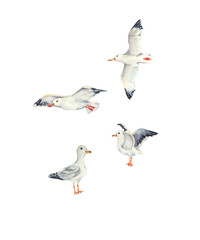 Watercolor SEAGULLS SET. Watercolor birds illustration. Design for cards banners, postcards, greetings.