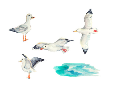 Seagulls and sea illustration. Birds illustration. Watercolor seagull illustration