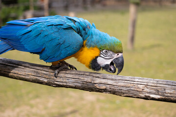 Beautiful macaw with colorful plumage walking on a wooden fence