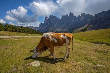 Fototapeta na wymiar Close-up of a cow with the Dolomic group of the Odle (Geislergruppe) on the background in Funes valley, South Tyrol, Bolzano province, Italy