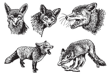 Vector set of foxes on white isolated,forest animal drawing,graphical illustration