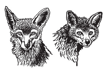 Vector set of foxes on white isolated,forest animal drawing,graphical illustration