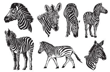 Vector big set of zabras on white isolated,graphical illustration, savanna animal