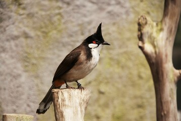 Ave posado en tronco