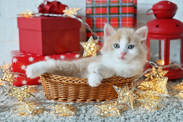 cute red fluffy kitten cat lies in a basket on the background of new year gifts christmas theme. High quality photo