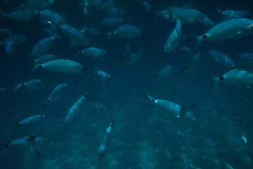 school of fish at the water surface in the Mediterranean sea.