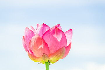 濃いピンク色の蓮の花