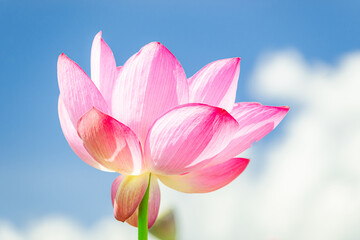 青空と満開の蓮の花