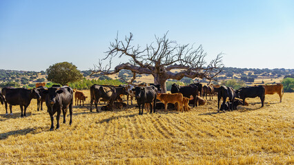 Herd of cows under a large leafless tree in a field harvested from cereals in summer.