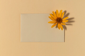 Beige greeting card with yellow flower. Minimalistic flat lay.