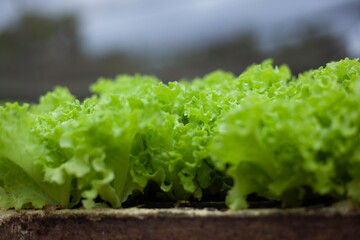 lettuce in a garden