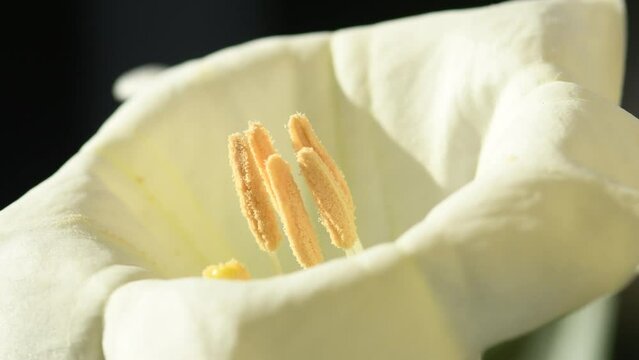 
thorn-apple with white flower