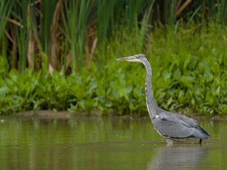 Grey heron, Ardea cinerea,