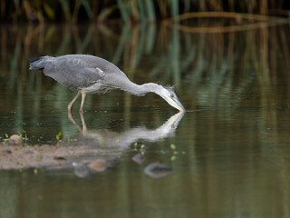 Grey heron, Ardea cinerea,