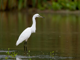 Little egret, Egretta garzetta,