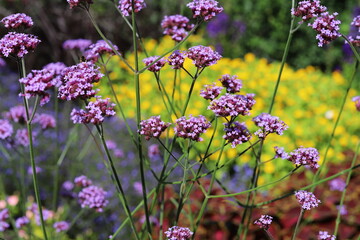 Purple flowers on a green background. Verbena bonariensis.