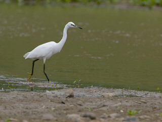 Little egret, Egretta garzetta,