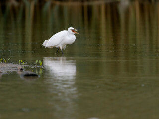 Little egret, Egretta garzetta,