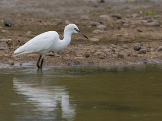 Little egret, Egretta garzetta,