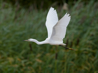 Little egret, Egretta garzetta,