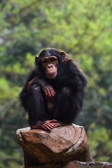 the chimpanzee is sitting on the tree 