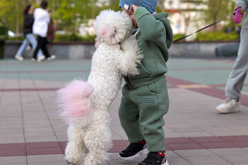A white dog happily plays with a small child, licking his face on the street. The love of pets for...