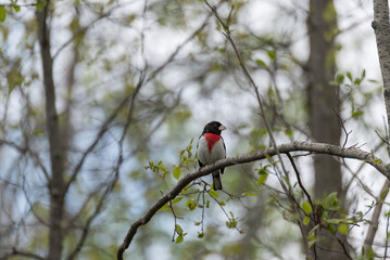 Rose-breasted Grosbeak Perched On A Branch