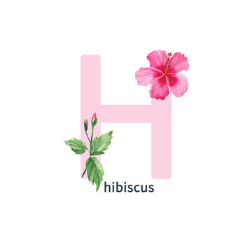 Letter H, pink hibiscus, flower ABC alphabet. Watercolor illustration isolated on white background.
