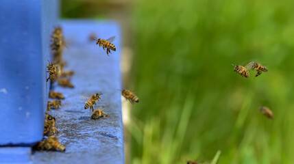 Honeybees flying towards the hive