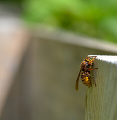 A wasp climbing on a wooden surface