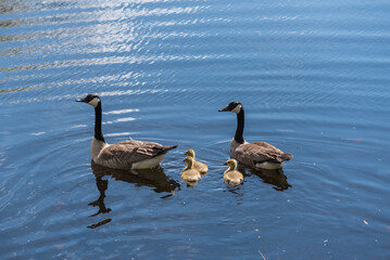 Canada Geese And Goslings Swimming