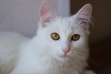 close up portrait of a cat