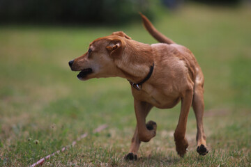 Deutscher Pinscher