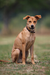 Deutscher Pinscher