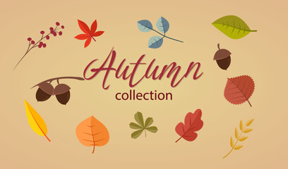 Set of colorful autumn leaves and berries. Isolated on white background. Simple cartoon flat style. vector illustration.