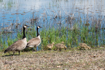 Canada Geese And Goslings At Waterfowl Preserve