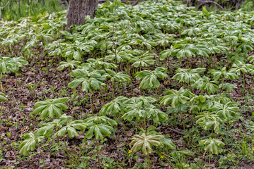 Mayapple Growing Wild In Spring