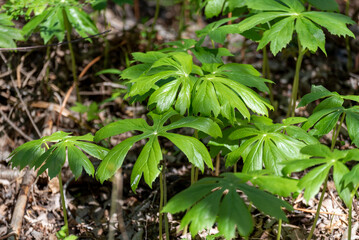 Mayapple Growing Wild In Spring