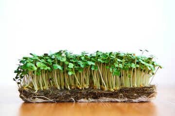 Microgreen mustard seeds grow on fabric, dense lawn on wooden background