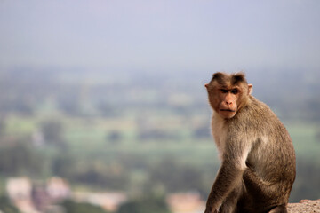 Bonnet Macaque Monkey with Copyspace.