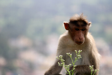 Bonnet Macaque Monkey with Copyspace.