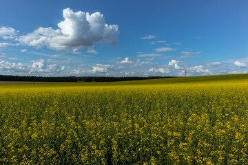 rapeseed field and a cloudy sky
