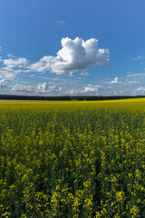rapeseed field and a cloudy sky vertical frame