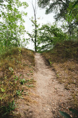 path in the forest