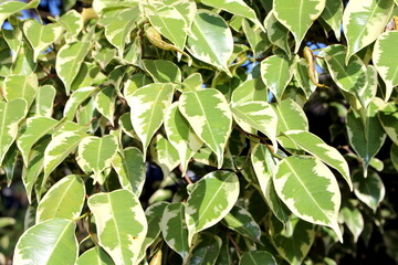 detalhes das folhas da árvore, belo tom de verde encontrado na natureza, bela cor da natureza