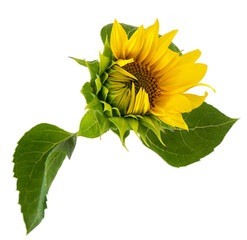 sunflower flower on transparent background