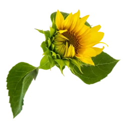 Rolgordijnen sunflower flower on transparent background © Line