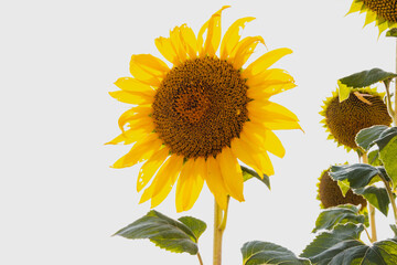 Obraz premium Sunflower in summer. Agriculture. Selective depth of field.
